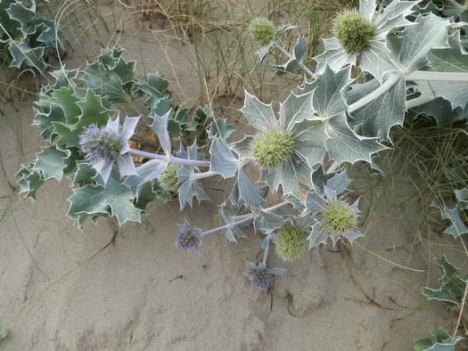 Oostduinkerke (België)